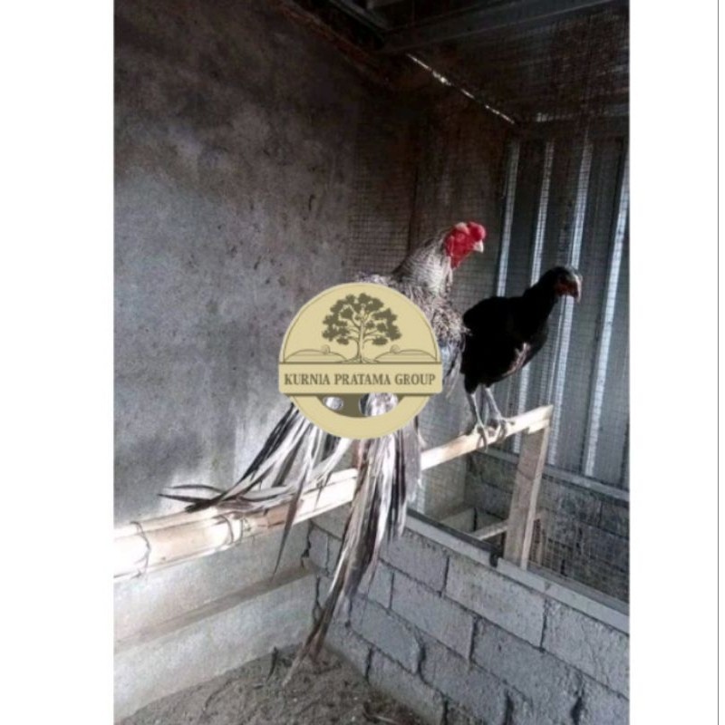 

Telor Ayam Bangkok Ekor Lidi Telur Ayam Hias Fertil hanya untuk ditetaskan KURNIA PRATAMA GROUP