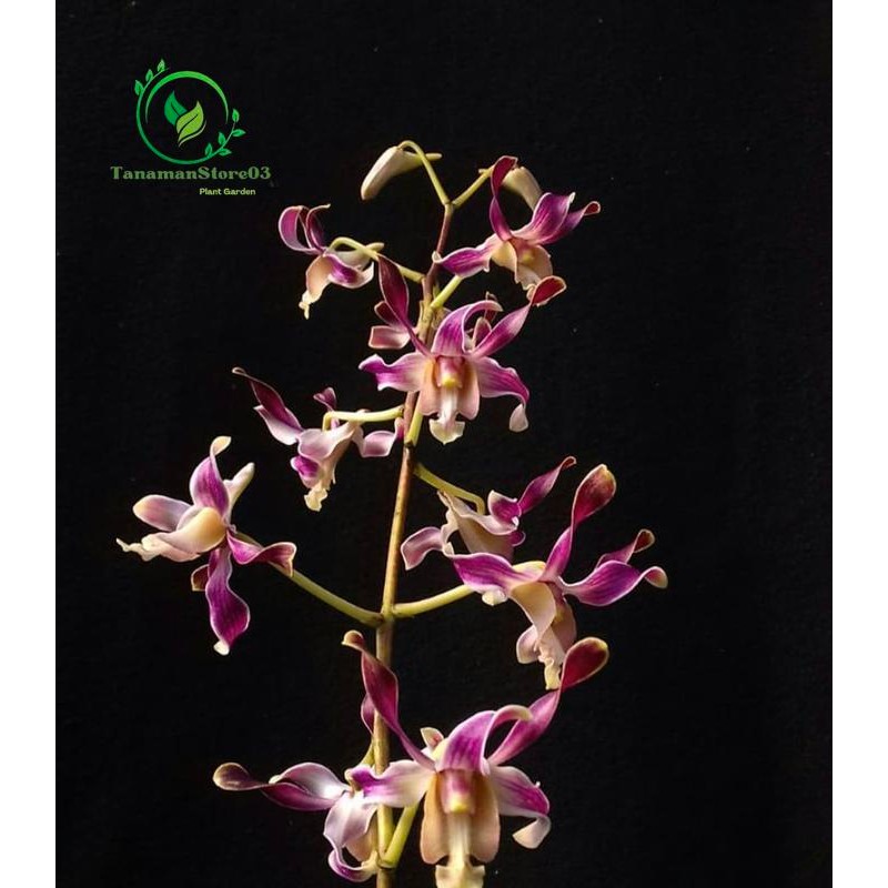 Peromo Anggrek dendrobium nindi dewasa bangkok sepik