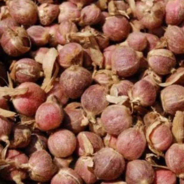 

New Promo 200 gram kapulaga segar - kapulaga fress