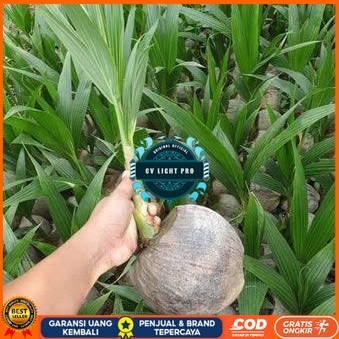 Bibit Kelapa Hibrida Hijau Jumbo Asli Bibit Tanaman Super Unggul CV LIGHT PRO