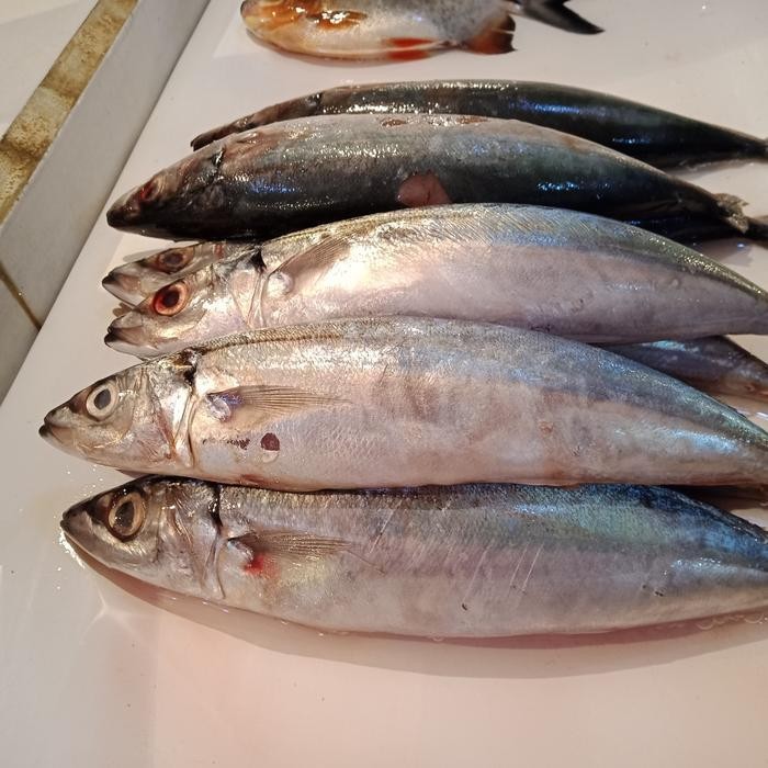 

IKAN SALEM FRESH ENAK - IKAN SEGAR