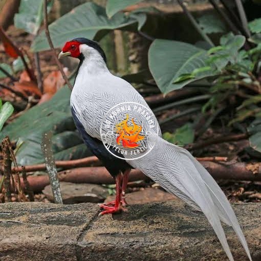 

Telur ayam hias ringneck silver pheasant fertil untuk ditetaskan UD KURNIA PRATAMA