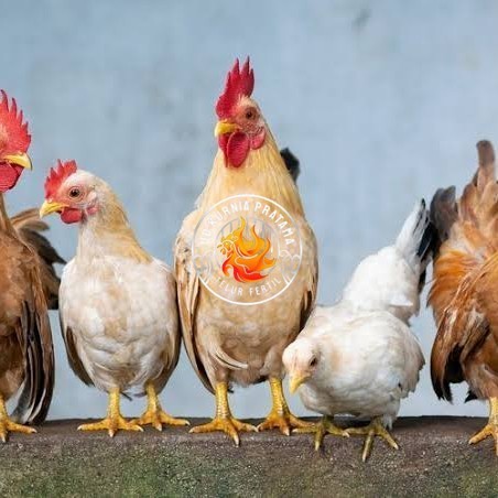 

Telur ayam elba / telur ayam hias / telur ayam fertil siap tetas UD KURNIA PRATAMA