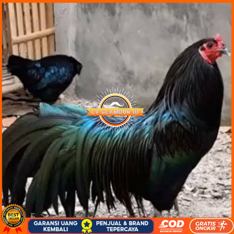 

TELUR FERTIL AYAM BLACK SUMATRA UNTUK DI TETASKAN CV GLAMOUR ID