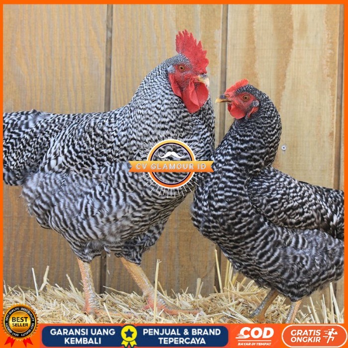 

Telur ayam hias barred rock fertil asli siap ditetaskan - barred-rock CV GLAMOUR ID