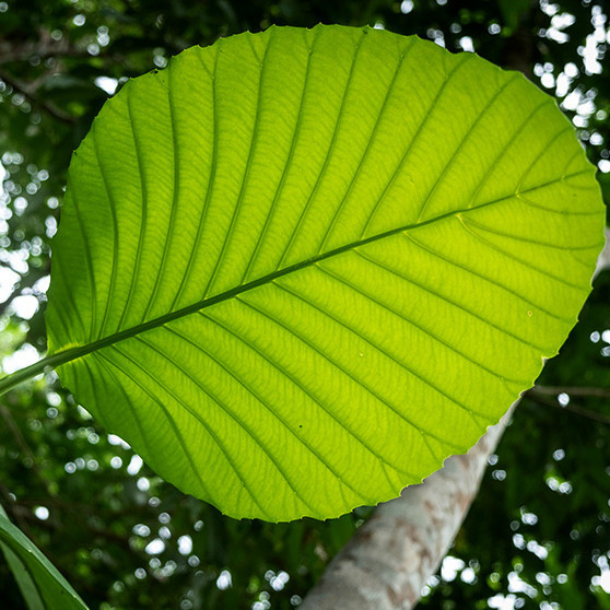 

OHI Daun Sempur I Simpu I Simpur I Sempu I Dillenia Pentagya I Simpor I Simpoh I Simpur I Bungkus Nasi