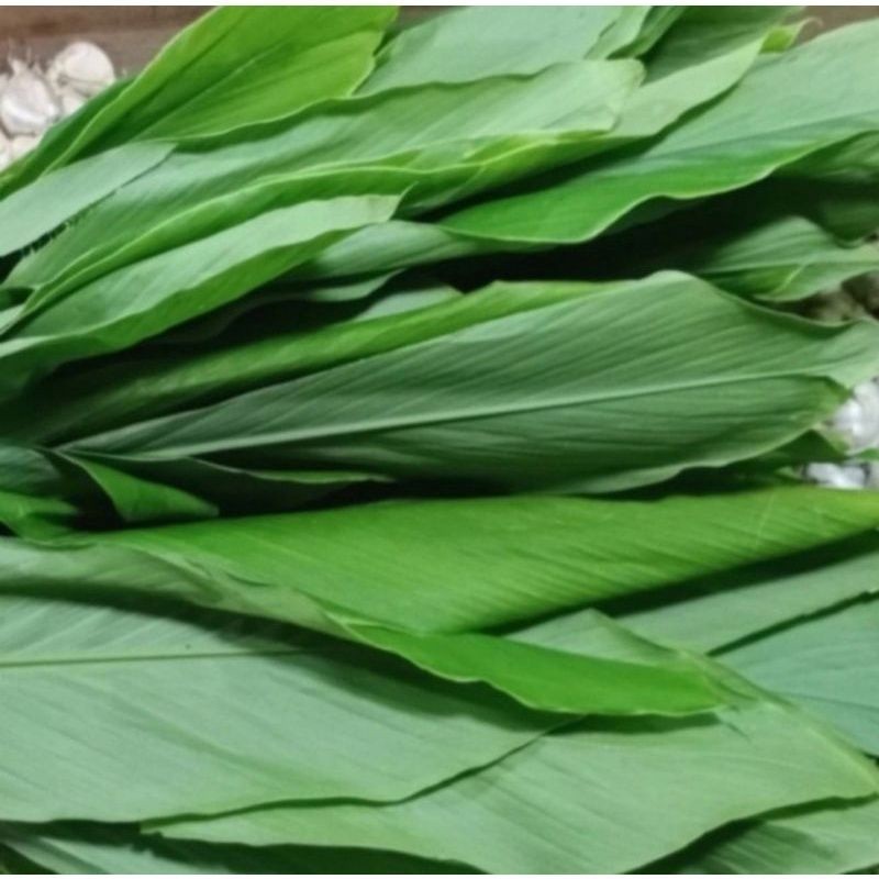 

OHI Daun Kunyit Segar 250gr LEBAR TERBAIK Terbaik Terlaris Termurah Premium