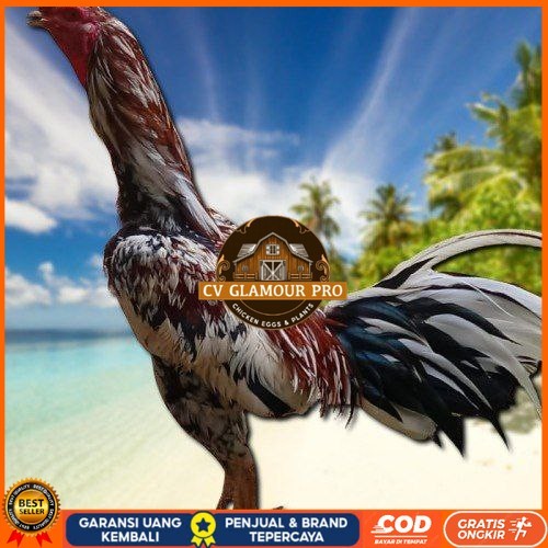 

telur ayam Bangkok mangon ORI (Telur fertil) CV GLAMOUR PRO