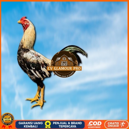 

ayam pama IQ telur fertill 100% terlaris CV GLAMOUR PRO