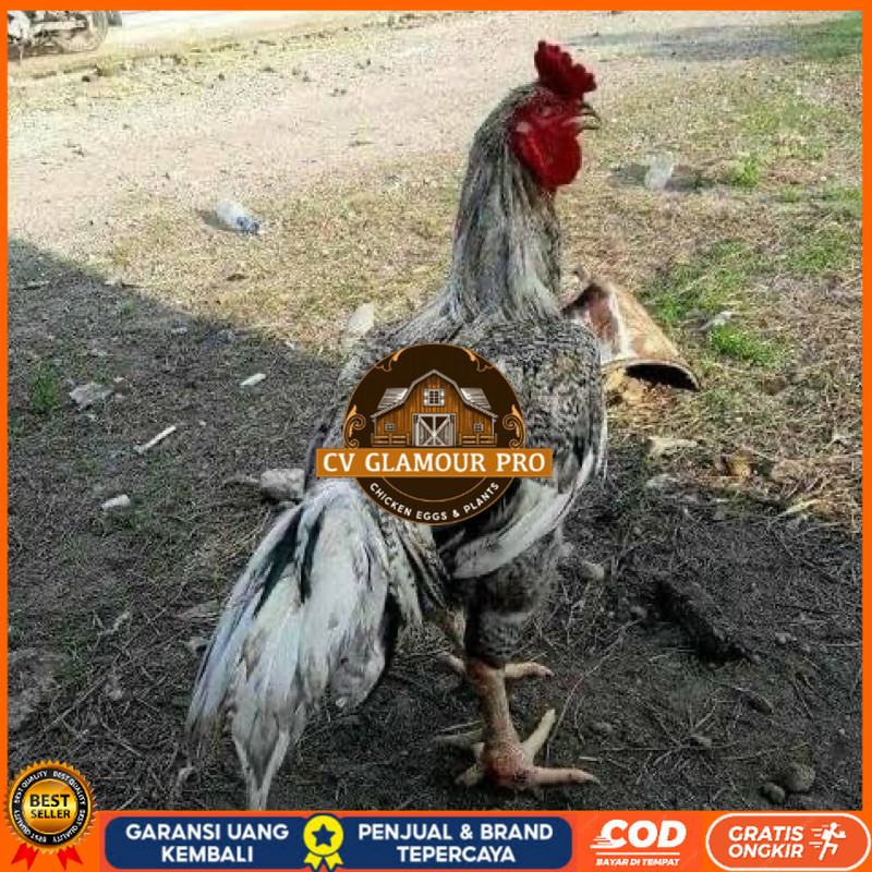 

TELUR FERTIL AYAM GORILA F1 UNTUK DITETASKAN CV GLAMOUR PRO