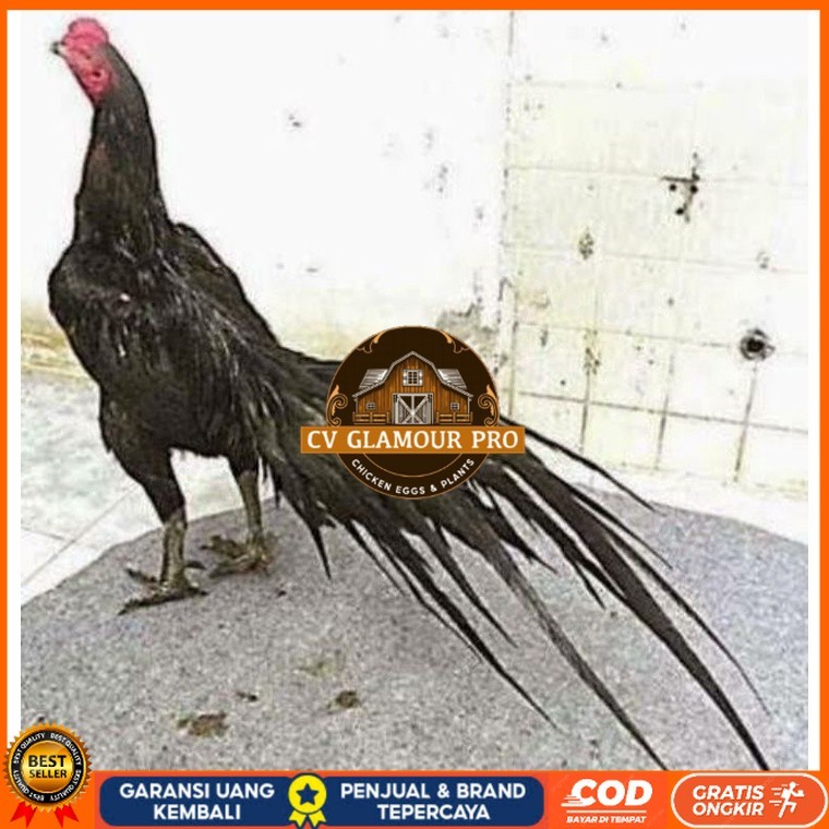 

TELUR AYAM MANGON GESIT TANGGUH UNTUK DI TETASKAN CV GLAMOUR PRO