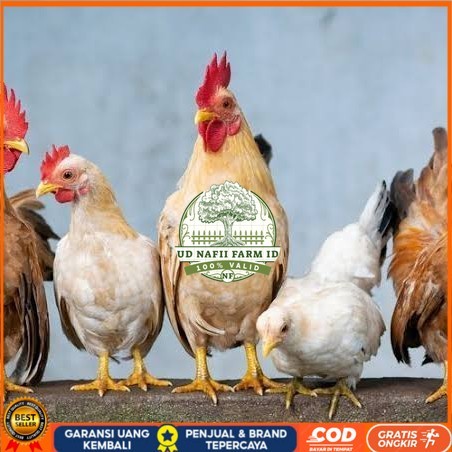 

Telur ayam elba / telur ayam hias / telur ayam fertil siap tetas UD NAFII FARM ID