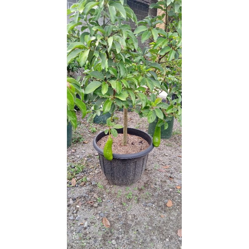 bibit alpukat Kelud 1 meter up siap berbuah