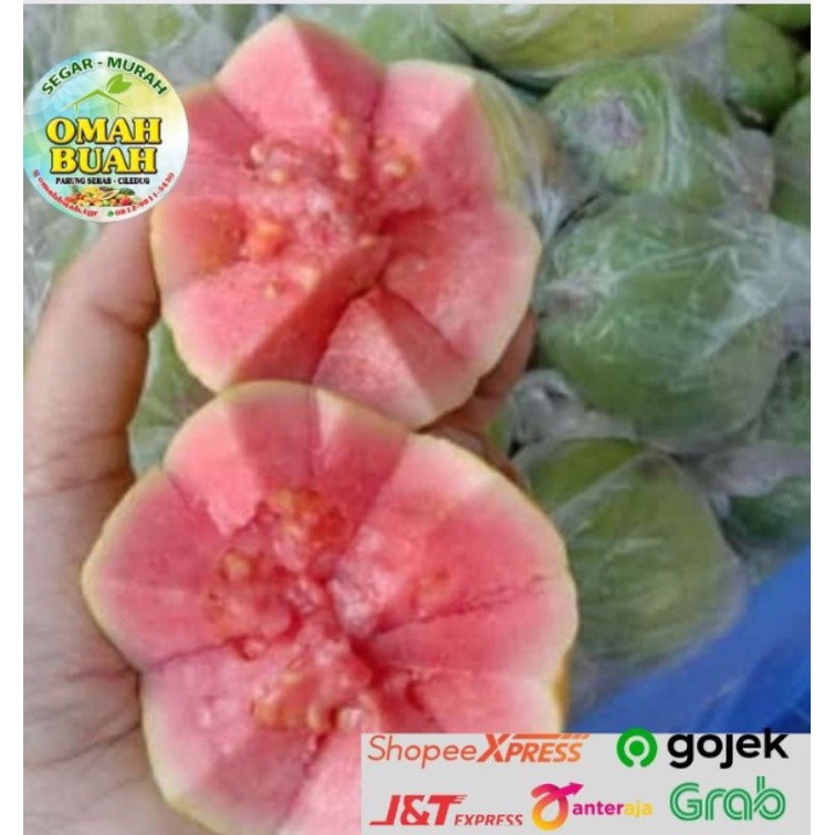 

Jambu Biji Merah Lokal Segar