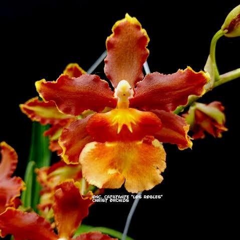 KualitasTerbaik- Seedling Anggrek Oncidium catante los robles murah