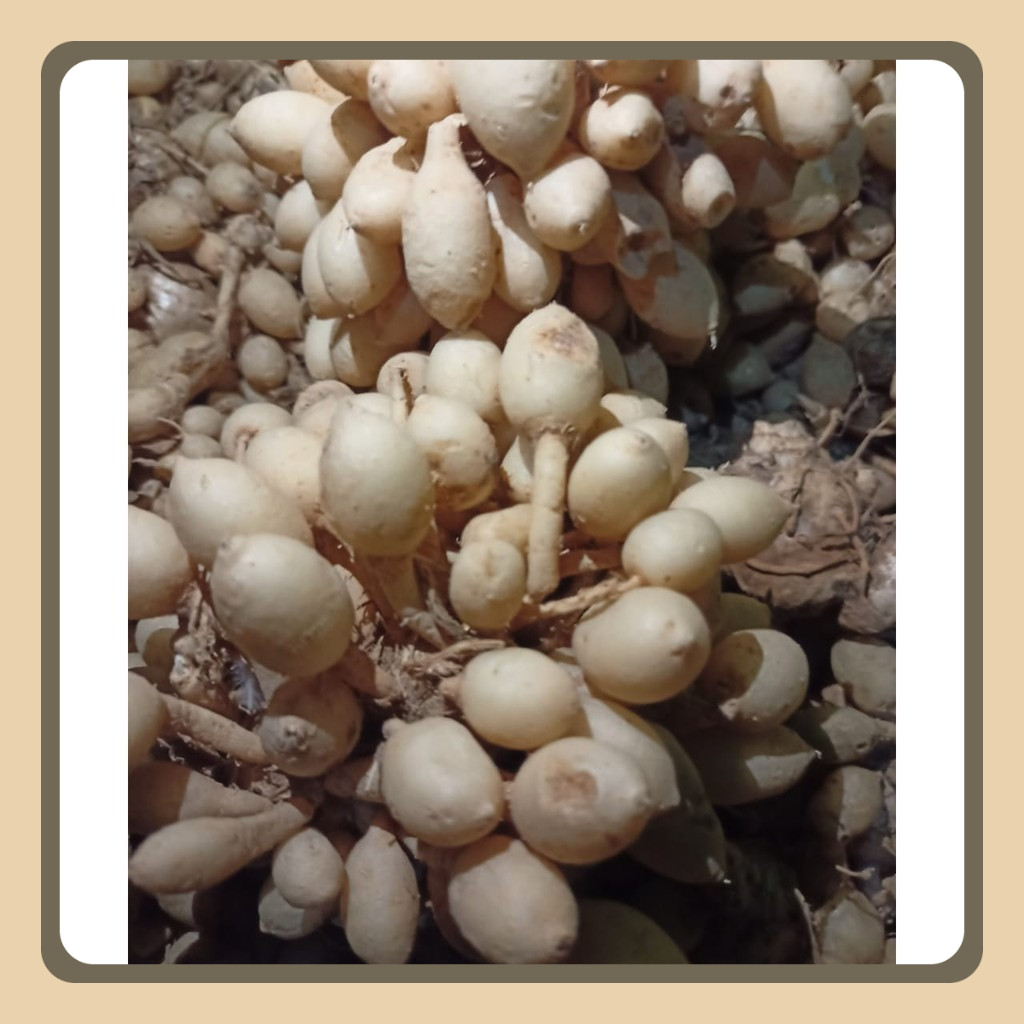 

KUNYIT PUTIH SUPER 1 KG BULAT GOMBYOK SEGAR ALAMI [COD] | KUNIR PUTIH