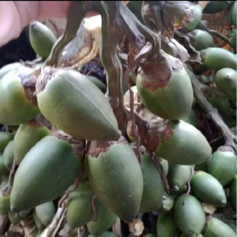 

new.. buah pinang muda fresh herbal 1000 gram