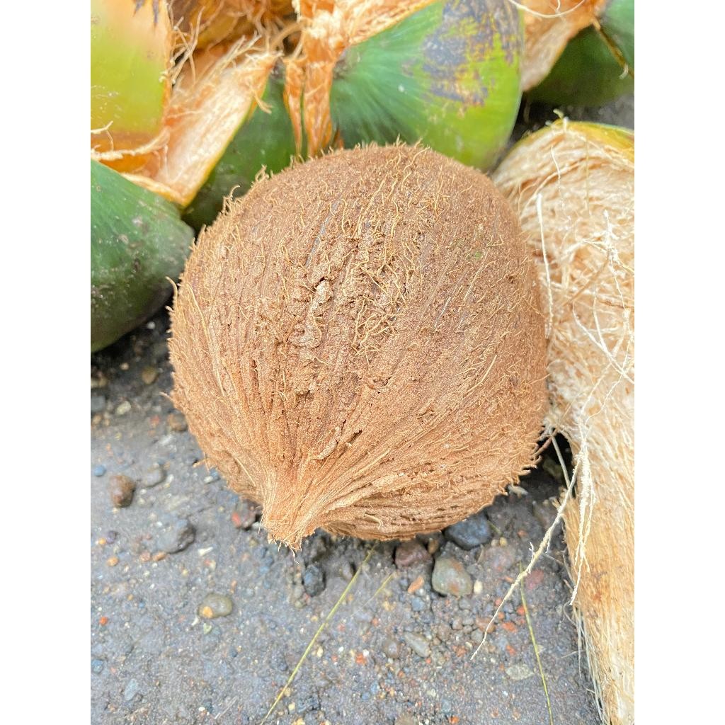

GS-17 Kelapa Tua Utuh Sudah Dikupas / Kelapa Tua Bahan Santan Ukuran 500g-700g Free Box