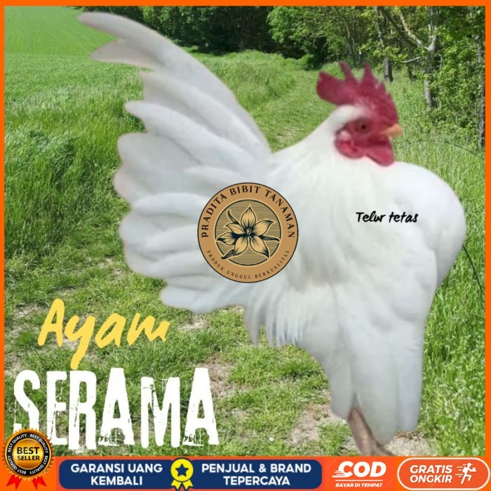 

telur ayam Serama kontes asli bisa untuk di tetaskan original berkualitas PRADITA BIBIT TANAMAN