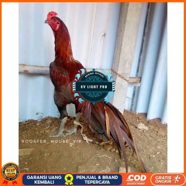 

Telur Ayam Pakhoy Jumbo Vertil Siap Di Tetaskan Jaminan Super Oiginal Bergaransi asli CV LIGHT PRO