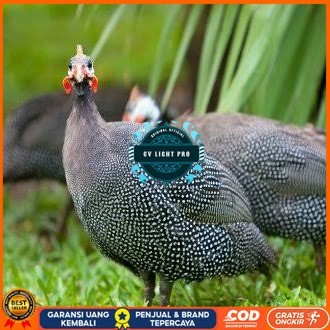 

Telur ayam mutiara hias fertil asli siap ditetaskan - ayam mutiara CV LIGHT PRO