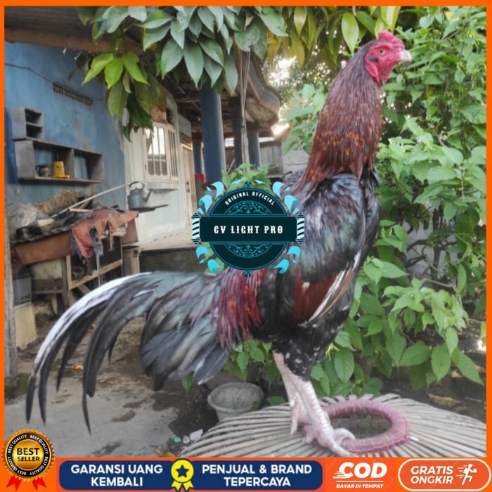 

Telur ayam bangkok birma fertil / ayam petarung aduan siap ditetaskan Langsung CV LIGHT PRO