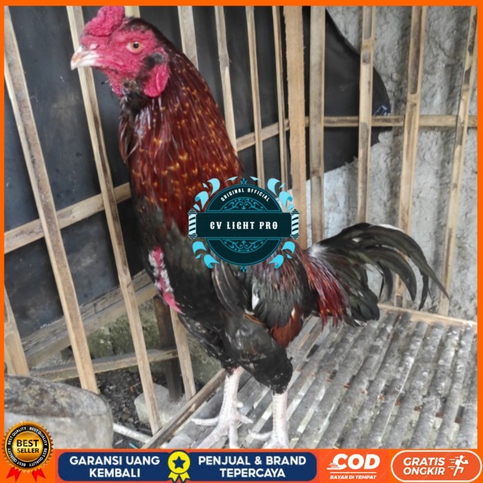 

Telur ayam bangkok birma fertil / ayam petarung aduan bisa ditetaskan Langsung CV LIGHT PRO