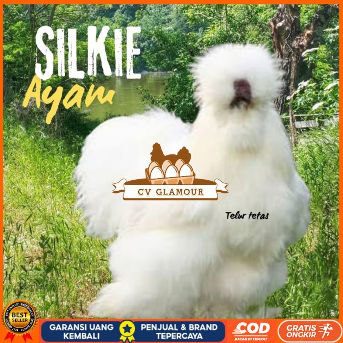

telur ayam hias silkie original bisa untuk di tetaskan original berkualitas CV GLAMOUR