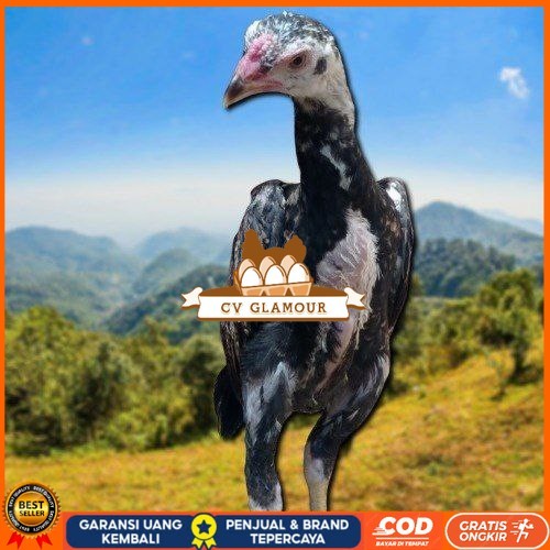 

PAKET MURAH 3 EKOR TELUR SHAMO (Cod) CV GLAMOUR