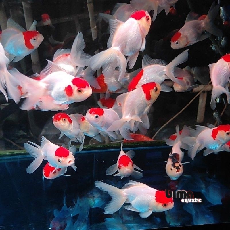 Kebutuhan aquarium Koki Oranda Red cup 12 cm glofish red cup/aquascape