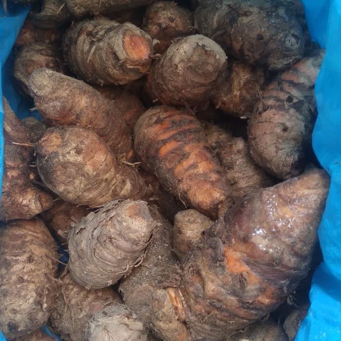 

Korehcok induk kunyit / biang kunyit / empu kunyit putih segar fress organik 1kg
