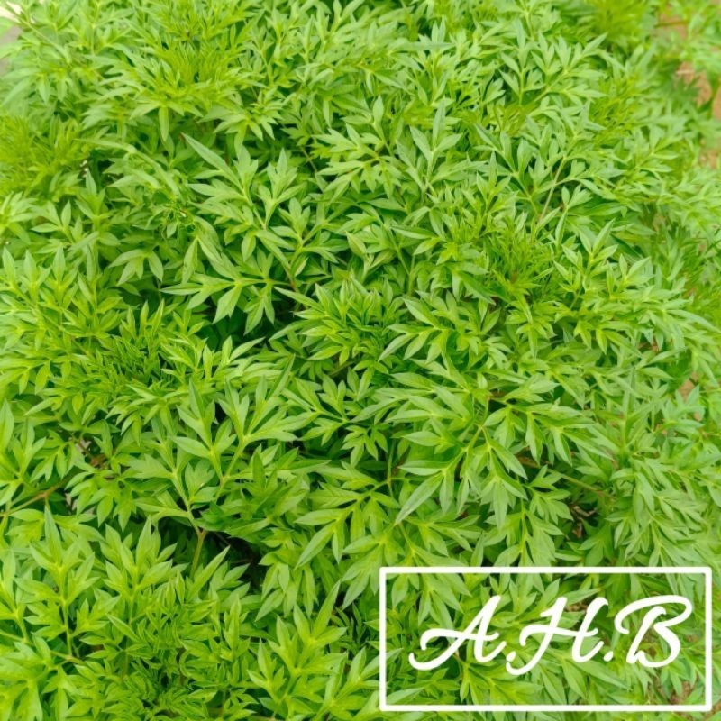 

Korehcok Daun Kenikir Segar Fres Isi Per 1 Kg