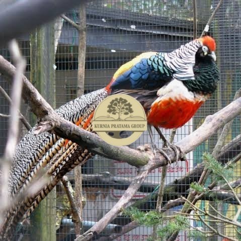

Telur ayam hias ringneck lady red amherst pheasant fertil untuk tetas KURNIA PRATAMA GROUP