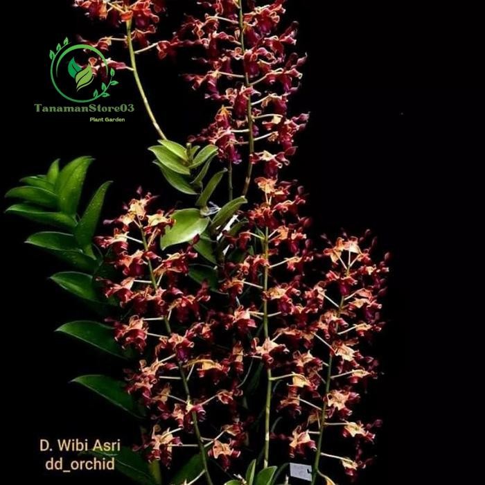 Tanaman hias anggrek dendrobium wibi asri