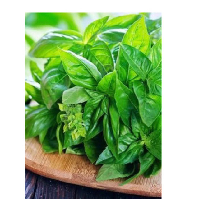 

daun kemangi segar baru dipetik