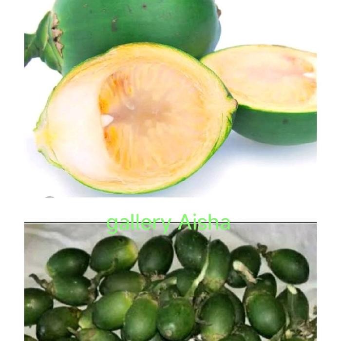 

Ready stok buah pinang ceming Buah Pinang muda 1 kg, Buah Pinang atau Jambe muda segar kualitas terbaik