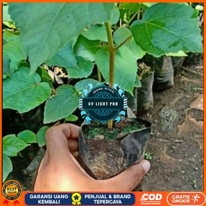 BIBIT POHON BALSA/ BIBIT BALSA 30CM SIAP TANAM/ BIBIT POHON KAYU BALSA Bibit Tanaman Super Unggul CV