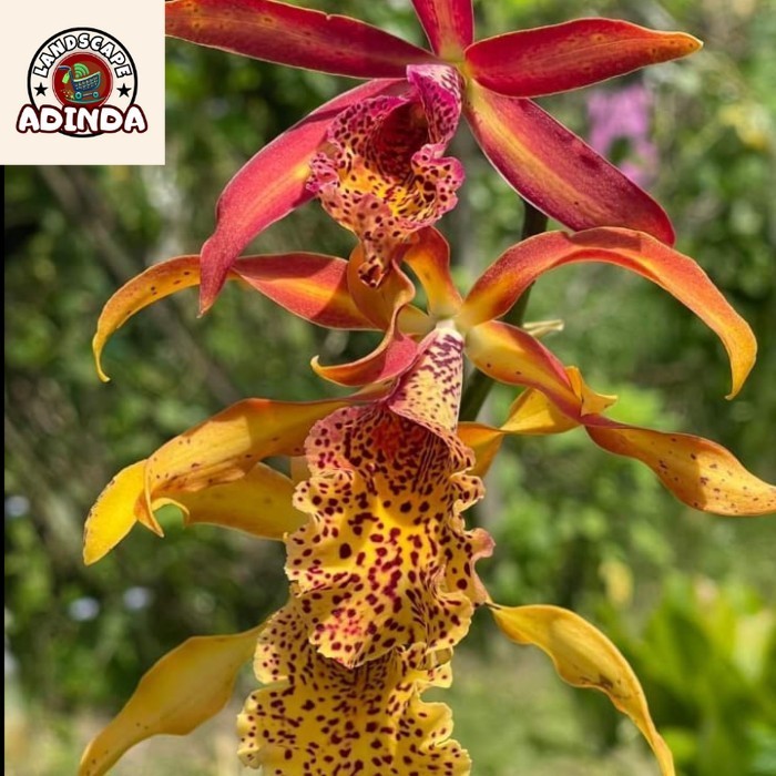 [BISA BAYAR DI TEMPAT] Anggrek Mcv Frances Fox - CATTLEYA Bumi Orchids Mericlone