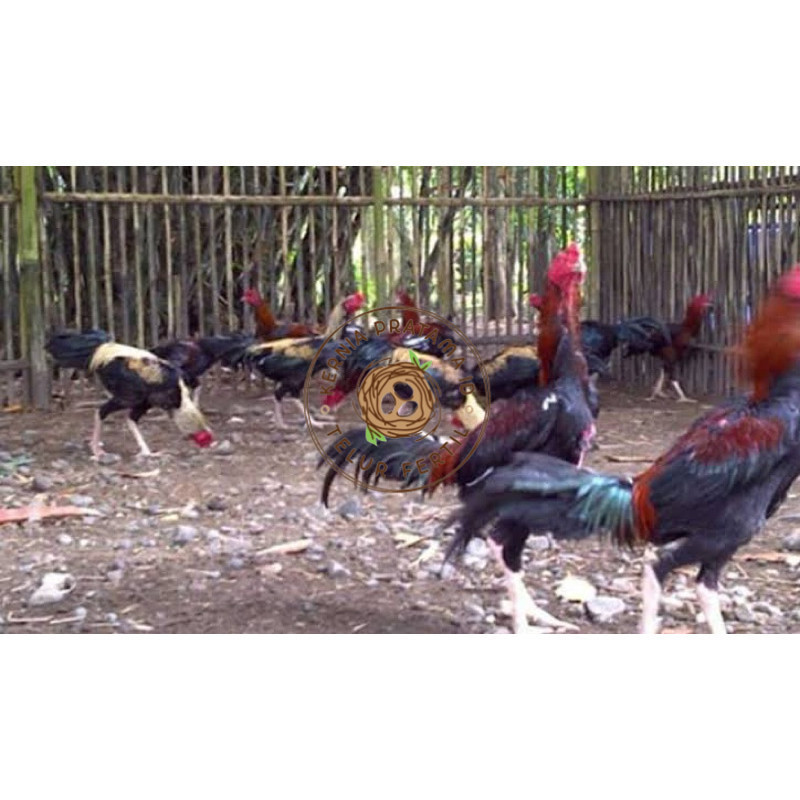 

TELUR FERTIL AYAM BK X AKA UNTUK DI TETASKAN KURNIA PRATAMA ID