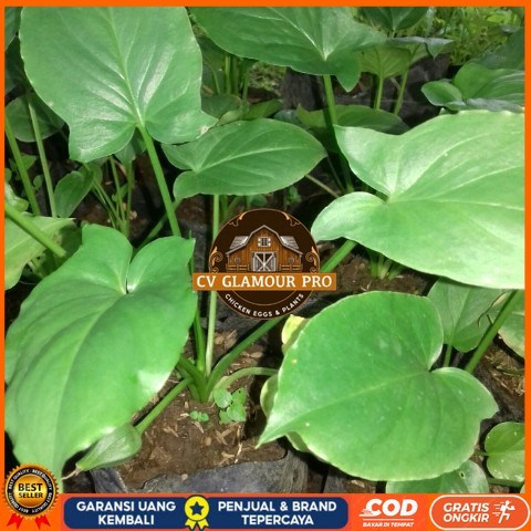 Tanaman Keladi Tikus Asli , Untuk Obat Herbal atau Tanaman Hias Bibit Tanaman Super Unggul CV GLAMOU