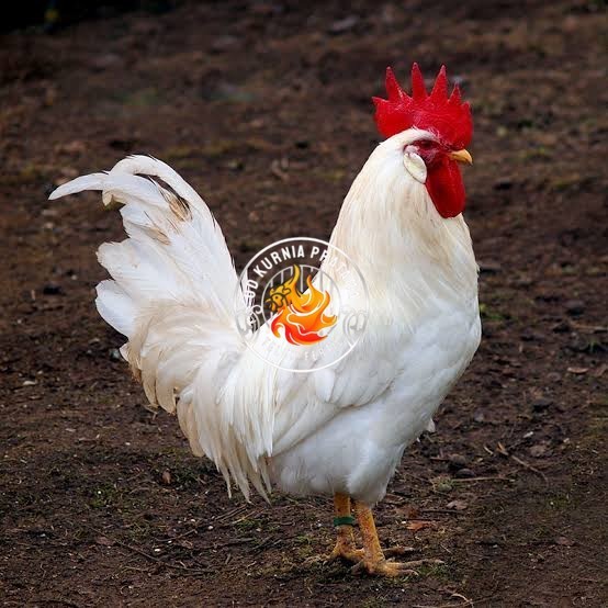 

Telur ayam leghorn white / telur ayam hias / telur fertil siap tetas UD KURNIA PRATAMA