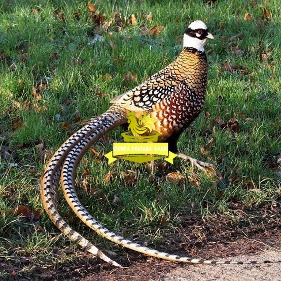 

Telur ayam hias ringneck reeves pheasant fertil untuk ditetaskan KURNIA PRATAMA ABADI