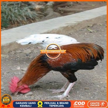 

Telur ayam tukung / telur ayam hias / telur fertil siap ditetaskan CV GLAMOUR ID
