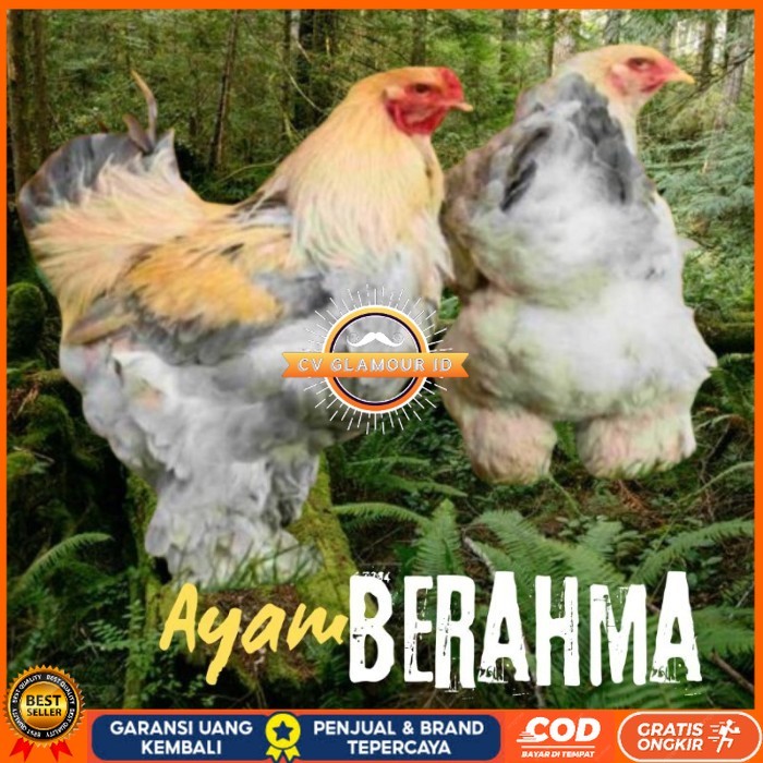 

telur ayam hias Berahma siap tetas original berkualitas CV GLAMOUR ID