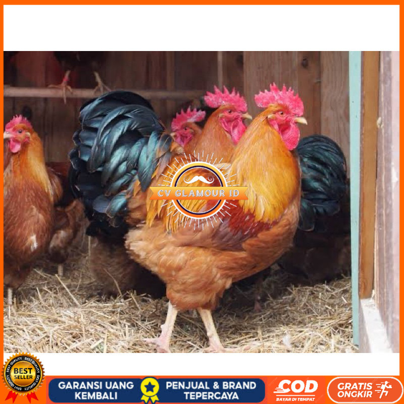 

TELUR FERTIL AYAM NEWHAMPSHIRE IMPORT UNTUK DITETASKAN CV GLAMOUR ID