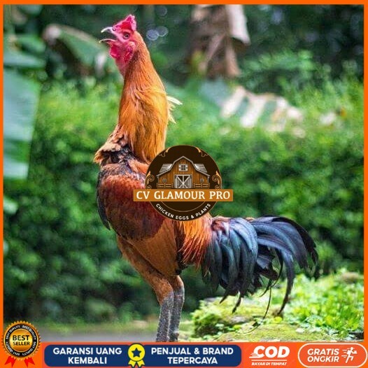 

Telur ayam bangkok pama mangon petarung fertil siap ditetaskan CV GLAMOUR PRO