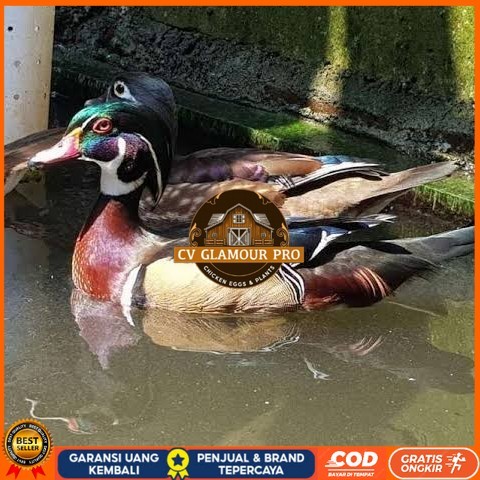 

Telur bebek hias caroline duck fertil untuk ditetaskan Langsung CV GLAMOUR PRO