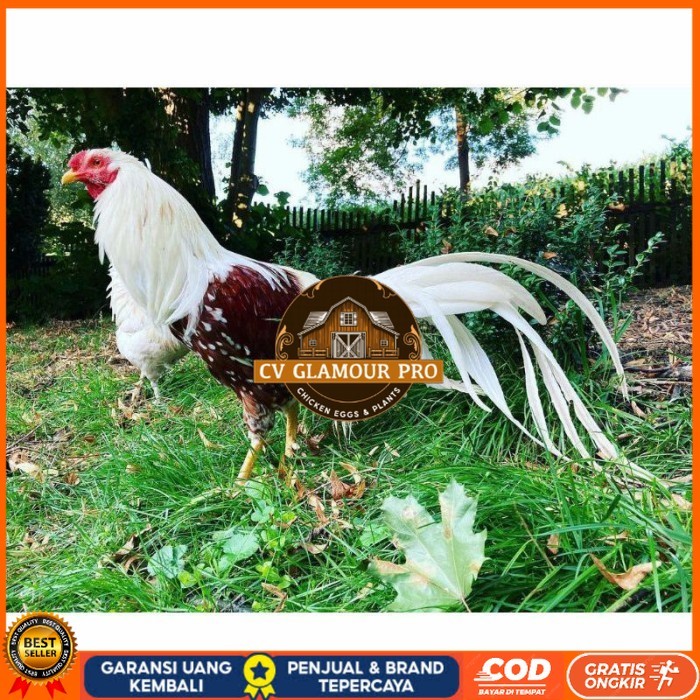 

Telur ayam hias yokohama fertil siap ditetaskan Langsung CV GLAMOUR PRO