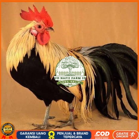 

Telur ayam phoenix onagadori / telur ayam hias fertil siap tetas UD NAFII FARM ID