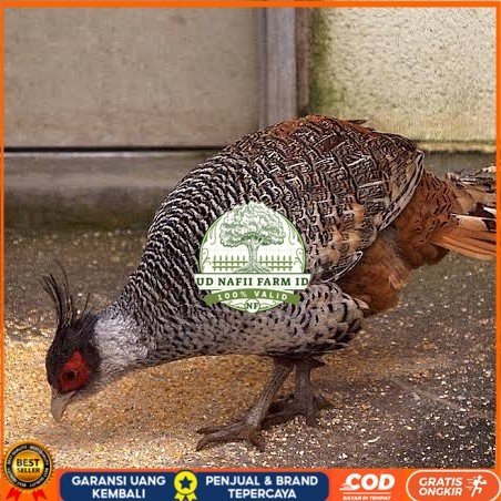 

Telur ayan hias ringneck cheer pheasant fertil bisa ditetaskan UD NAFII FARM ID